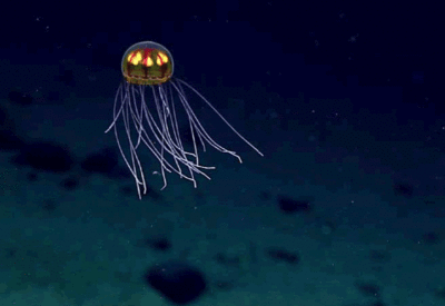 Глубокое море содержит захватывающие и уникальные формы жизни